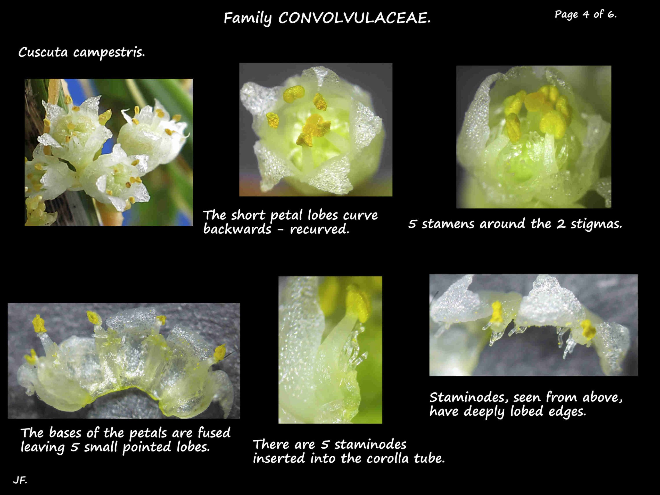 4 Cuscuta petals and staminodes